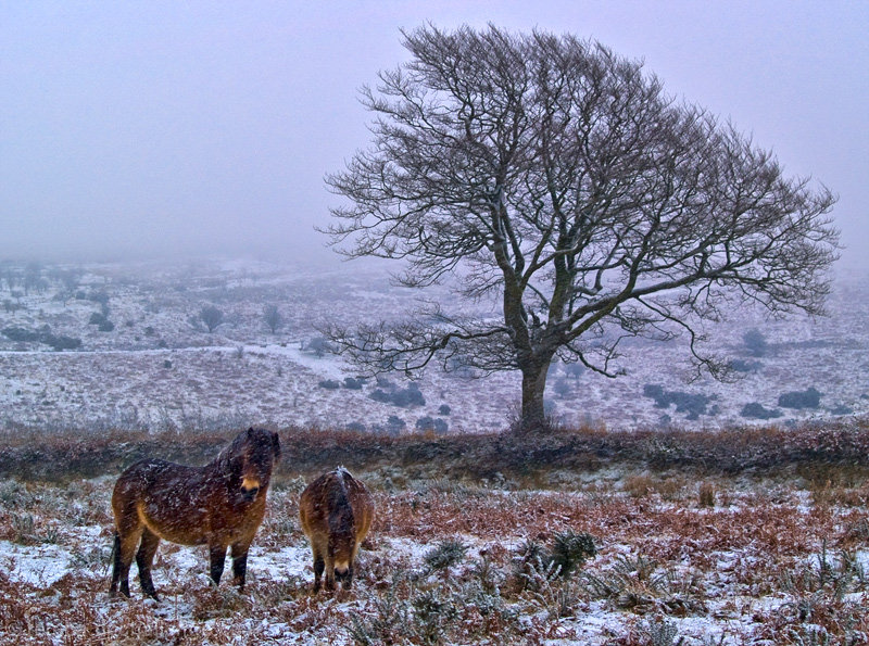 Winter on the moor