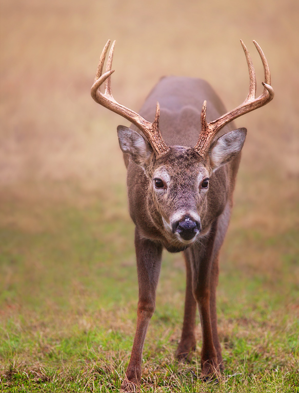 stare down