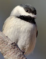 My Little Chickadee