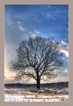 Snowy Oak