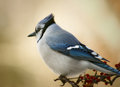 The Blue Jay