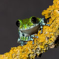 Usumbara peacock frog