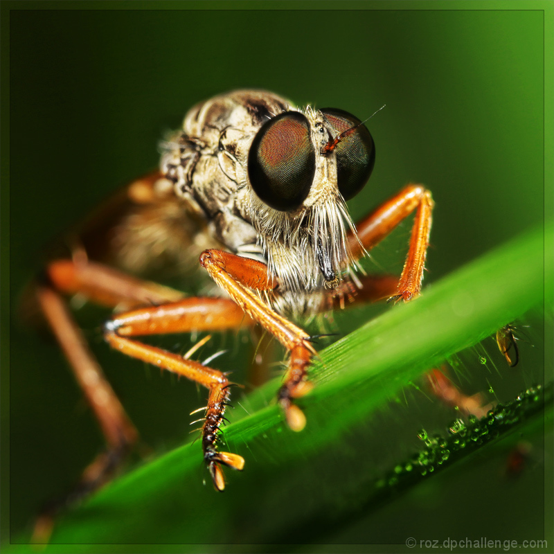 ROBBERFLY