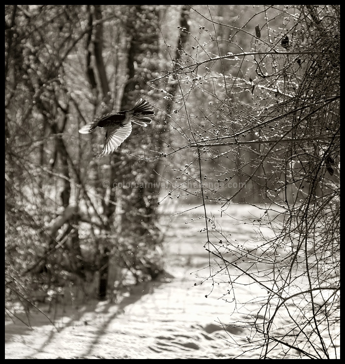 A Sunny Day in Winter