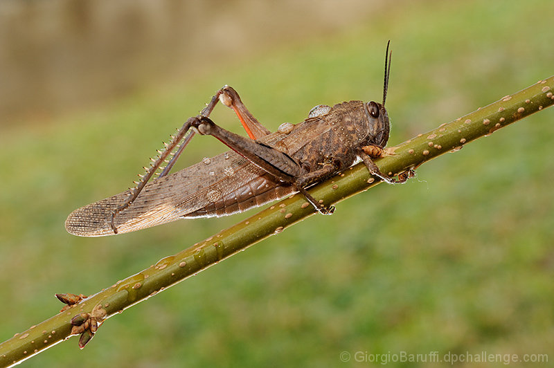 clinging to the branch