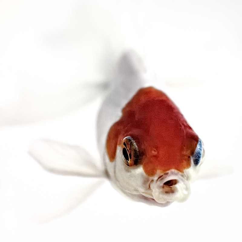 Portrait of a Domesticated Fish