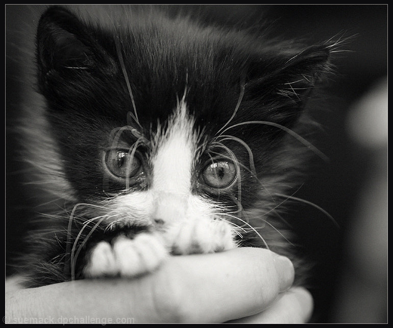 The foster kitten