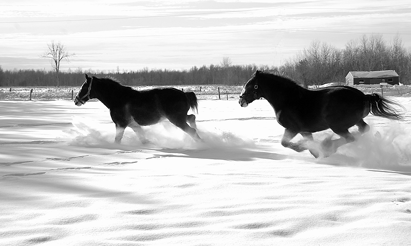 Galloping through powder snow