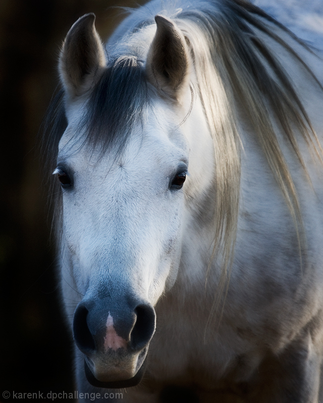 Grey Beauty