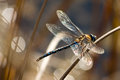 Summer Dragonfly