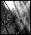Lattice