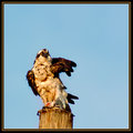 Osprey Salute