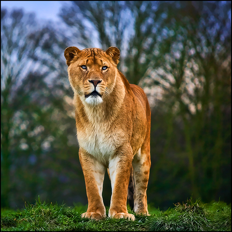 Prairie Queen