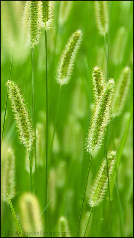 The Green, Green Grass of Home.