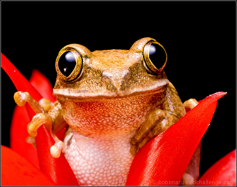 What Big Eyes You Have!
