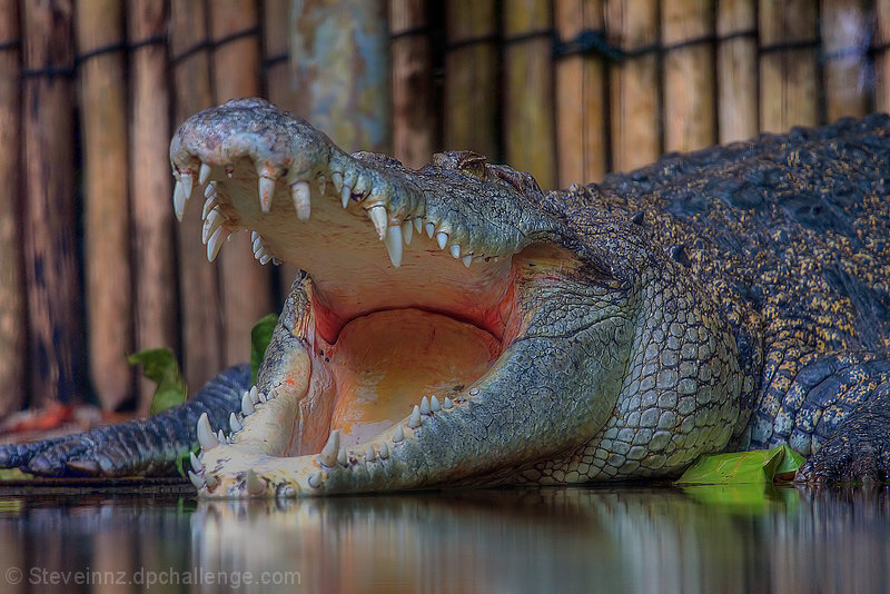 You Have Such Big Teeth!