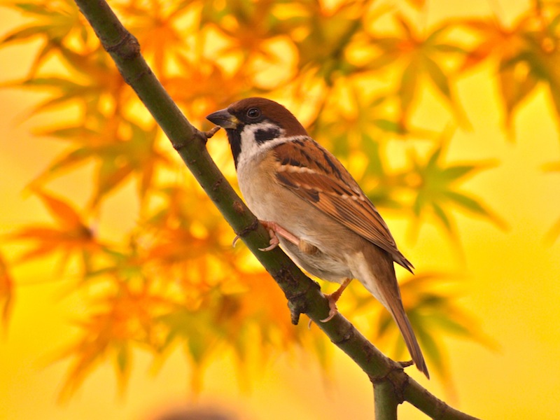 Autumn Sparrow