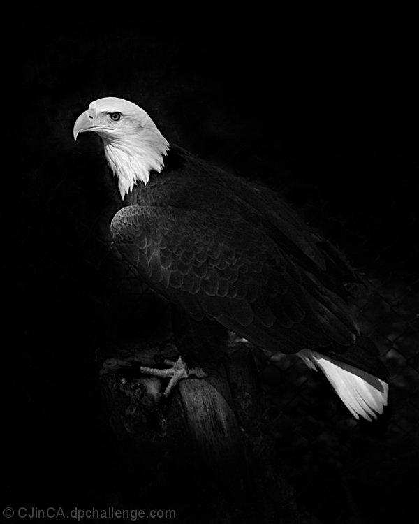 Sitka Eagle