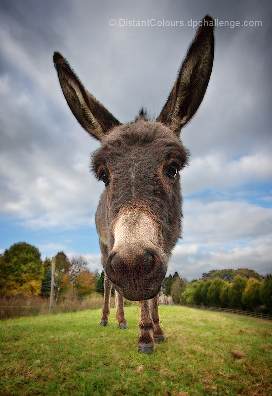 Donkey Ears