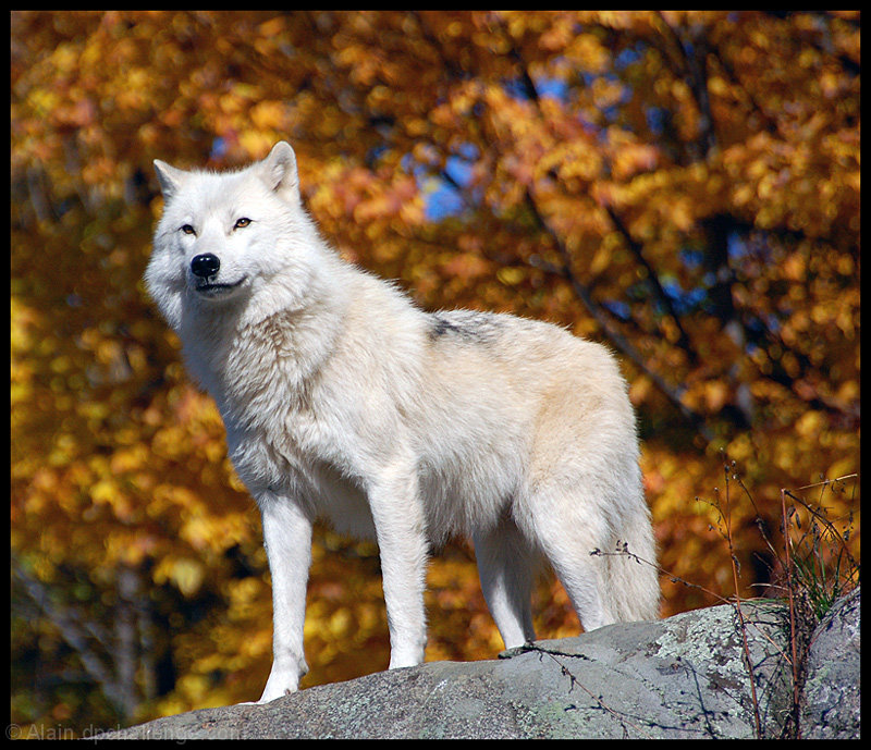 Arctic Wolf