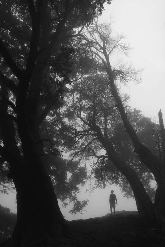 Trees in Fog