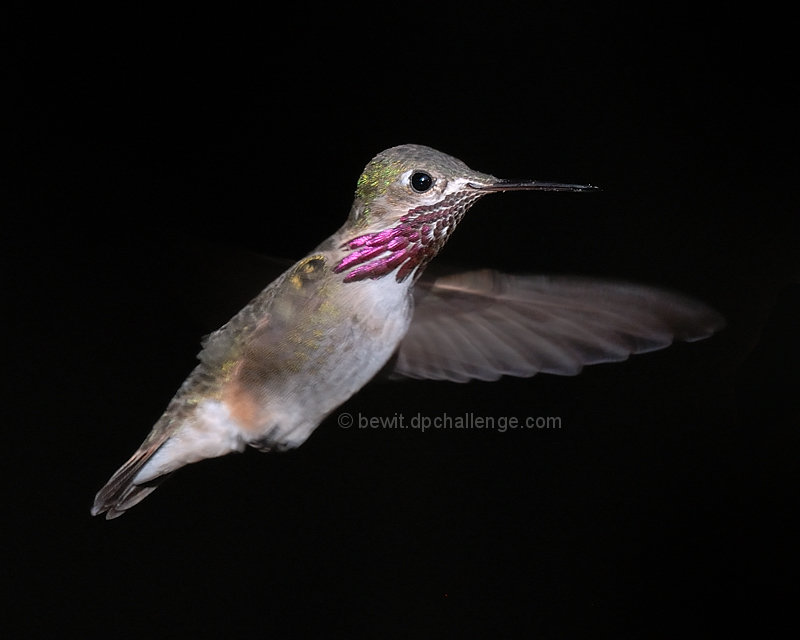 Calliope Hummingbird male