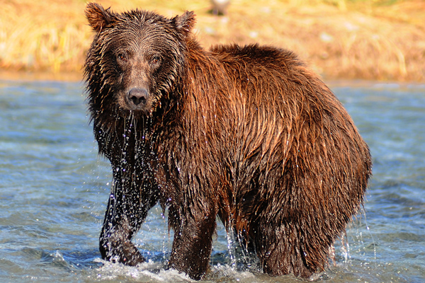 Fishing Bear