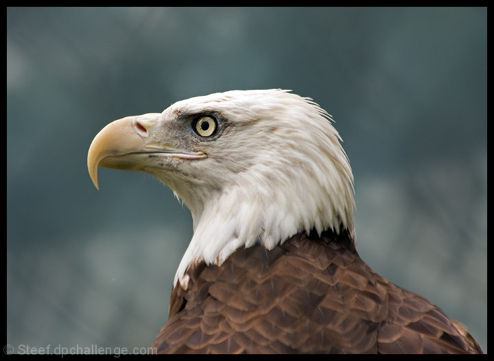 Eagle