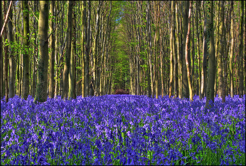 Blue Savannah