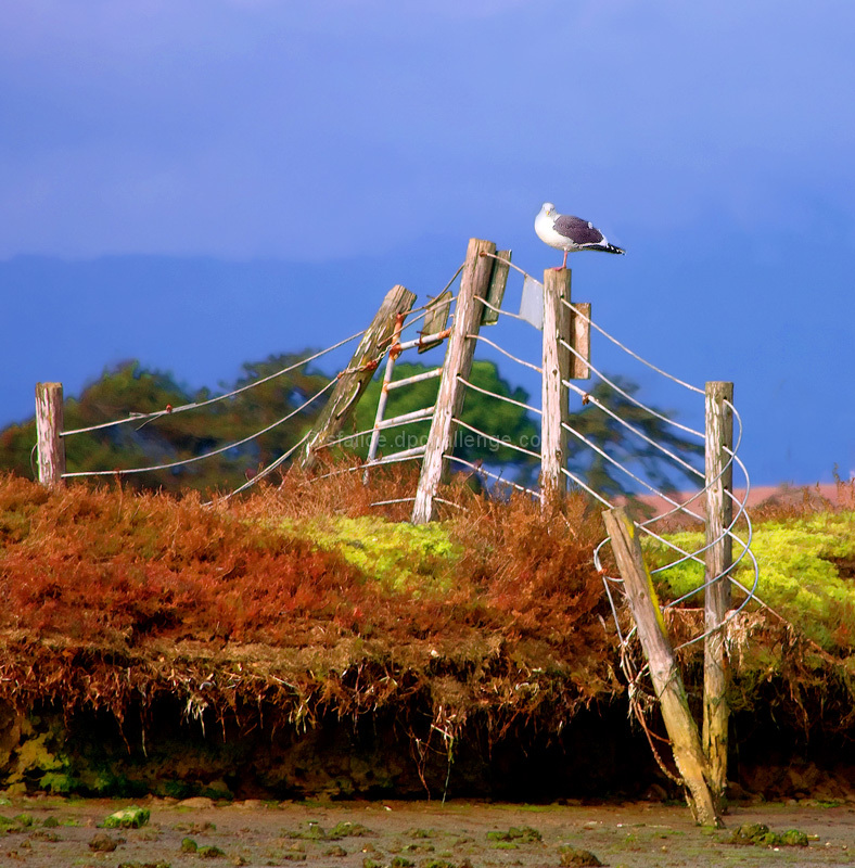 Low Tide