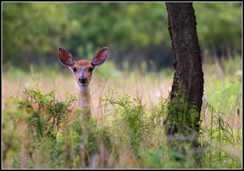 The Deer Days of Summer