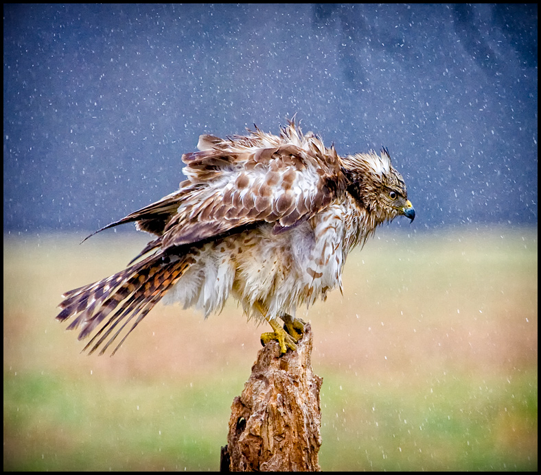 Rainy Day Raptor 