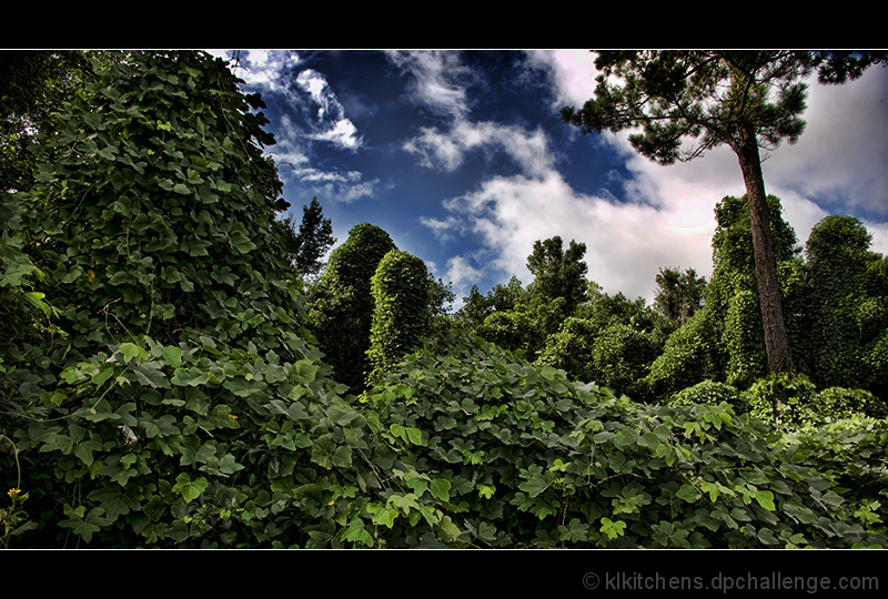 hanging gardens of kudzu