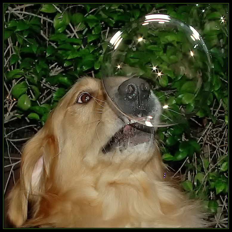 Bite That Bubble! 