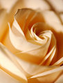 Delicate beauty
