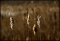 Cattails