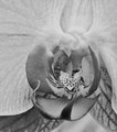 Orchid Detail