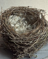 Nest