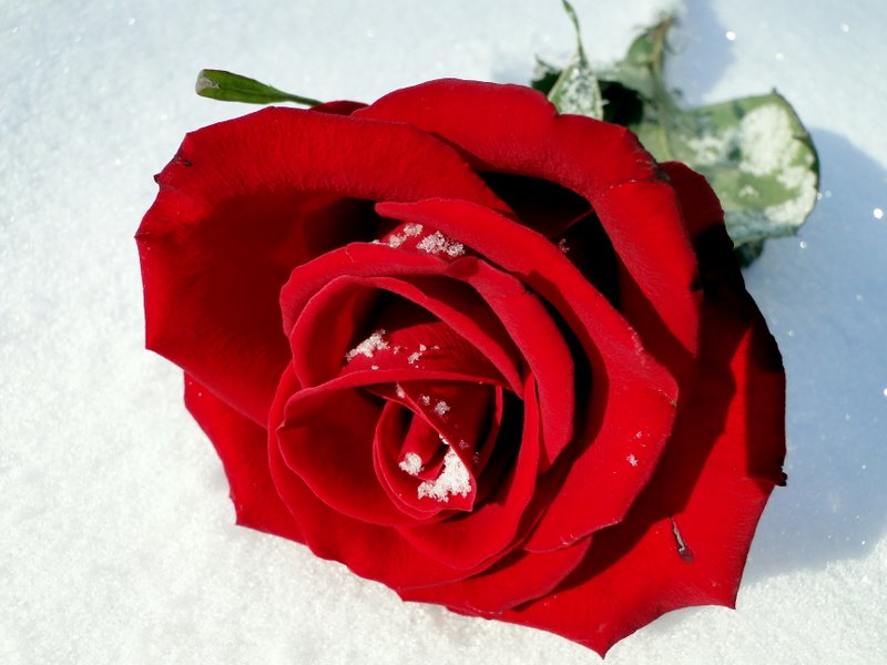Glistening Rose