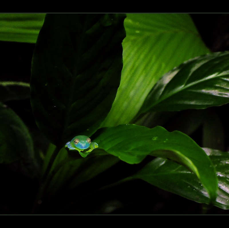 Glass Frog