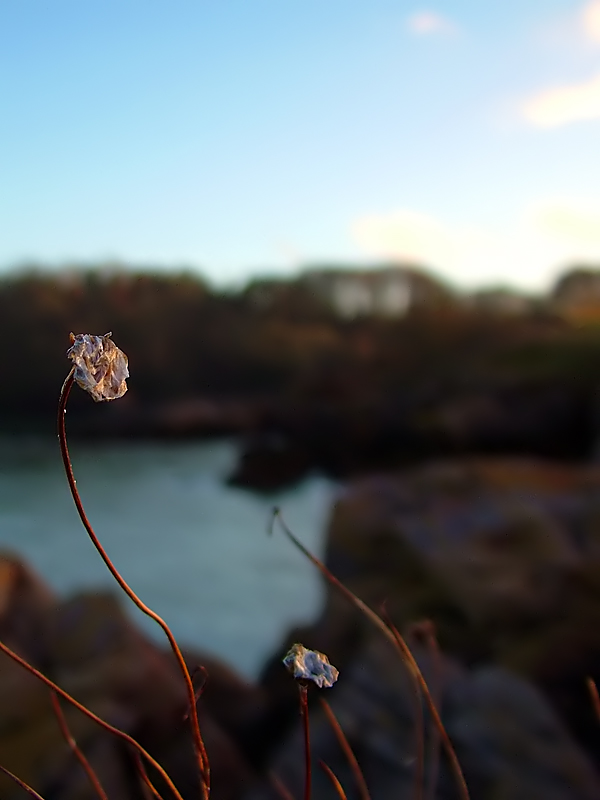 Too Delicate To Last