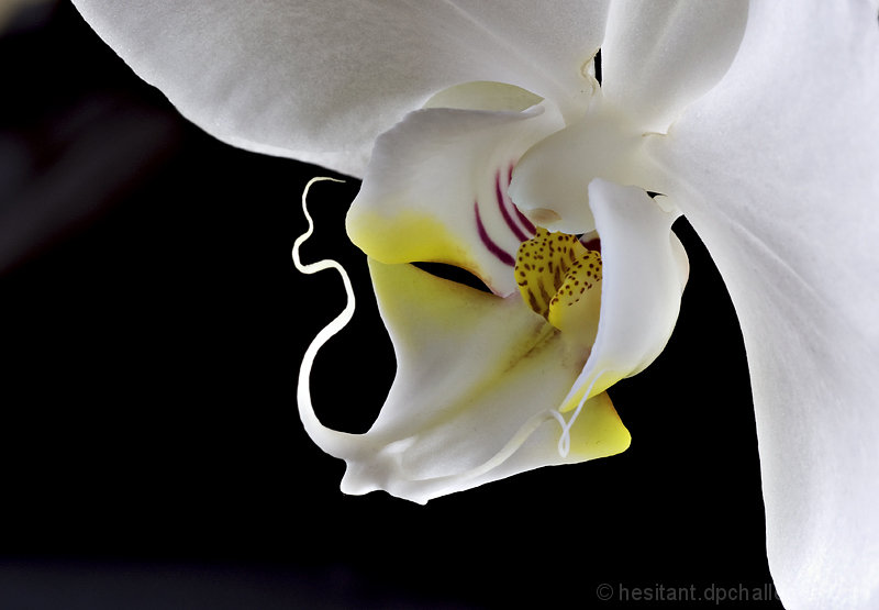 Inflorescence