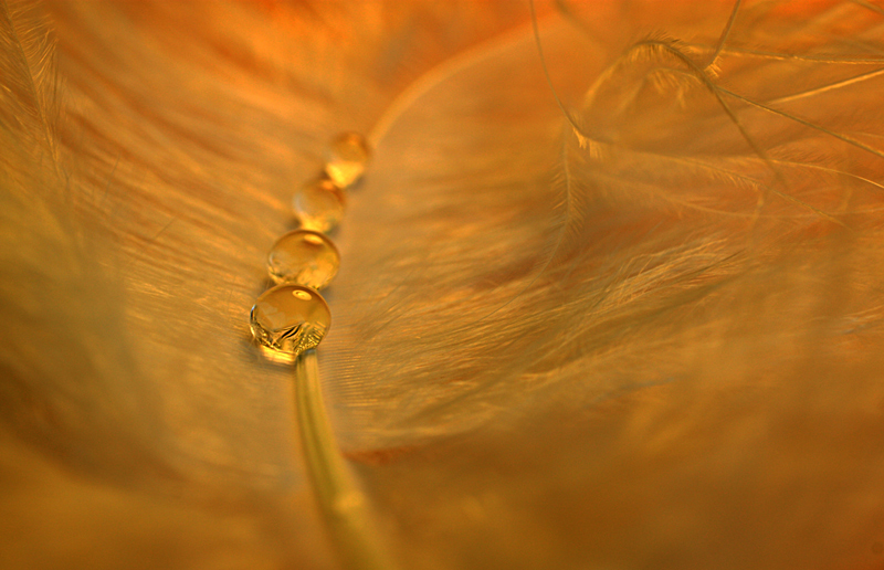 Fragile Gold