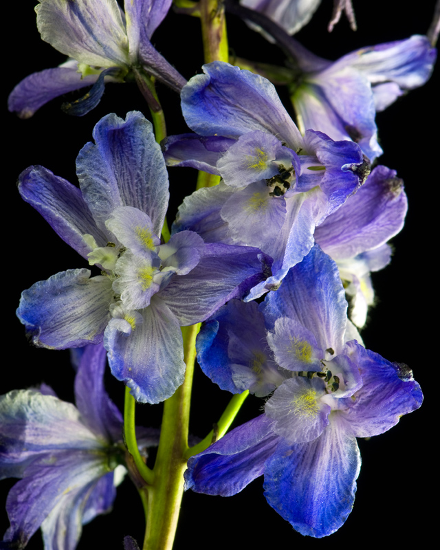 Delphinium Blues