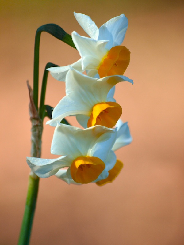 Delicate Daffodils