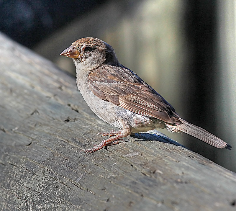 Delicate House Sparrow