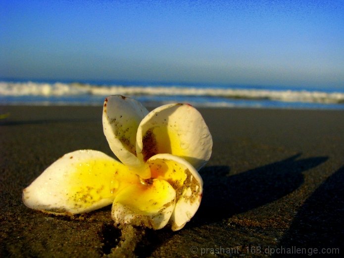 Delicate flower damaged into sand