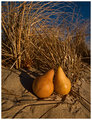 Two Pears, Dune Grass, Winter Light