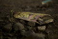 Regrowth 