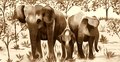 An elephant family